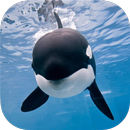 WHALE Wallpapers v1 APK