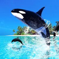 WHALE Wallpapers v1 постер