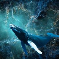 WHALE Wallpapers v1 syot layar 2