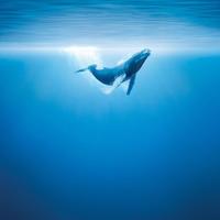 WHALE Wallpapers v1 ภาพหน้าจอ 3