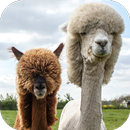 ALPACA Wallpapers v1 APK