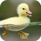 ANIMAL Wallpapers v1 icono