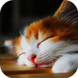 CAT Wallpapers v2 icon