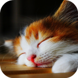 CAT Wallpapers v2 أيقونة