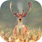 DEER Wallpapers v2 icon