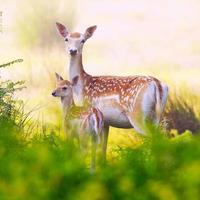 DEER Wallpapers v2 پوسٹر