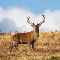 DEER Wallpapers v2 اسکرین شاٹ 2