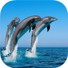 DOLPHIN Wallpapers v1 иконка