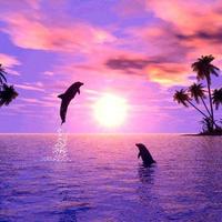 DOLPHIN Wallpapers v1 screenshot 3