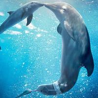 DOLPHIN Wallpapers v1 постер