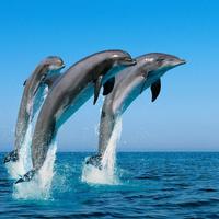 DOLPHIN Wallpapers v1 screenshot 1