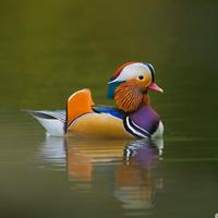 DUCK  Wallpapers v1 स्क्रीनशॉट 3