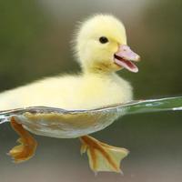 DUCK  Wallpapers v1 पोस्टर