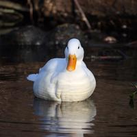 DUCK  Wallpapers v1 截圖 2