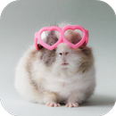 GUINEA PIG Wallpapers v1 APK