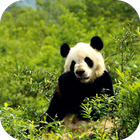 PANDA Wallpapers v1 آئیکن