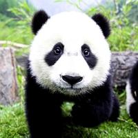 PANDA Wallpapers v1 โปสเตอร์