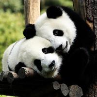 PANDA Wallpapers v1 स्क्रीनशॉट 1