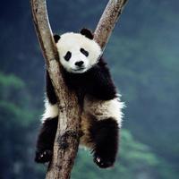 PANDA Wallpapers v1 screenshot 2