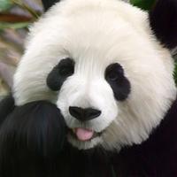 PANDA Wallpapers v1 स्क्रीनशॉट 3