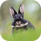 RABBIT Wallpapers v5 simgesi