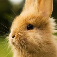 RABBIT Wallpapers v3 Ekran Görüntüsü 1