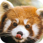 RED PANDA Wallpapers v1 icon