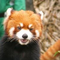 RED PANDA Wallpapers v1 Affiche