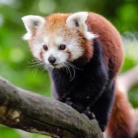 RED PANDA Wallpapers v1 스크린샷 2