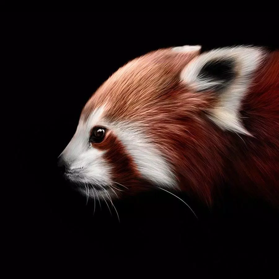 RED PANDA Wallpapers v1 APK for Android Download RED PANDA Wallpapers v1 APK for Android Download