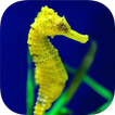 SEAHORSE Wallpapers v1