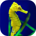 SEAHORSE Wallpapers v1 아이콘