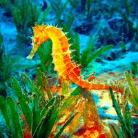 SEAHORSE Wallpapers v1 پوسٹر