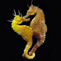 SEAHORSE Wallpapers v1 capture d'écran 2