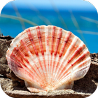 SHELL Wallpapers v1 icon