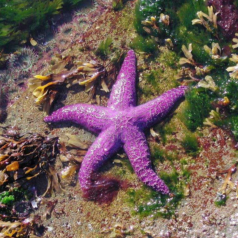 Фиолетовая морская звезда. Морские звезды Монерон. Морская звезда красивая. Морская звезда в аквариуме. Подводный мир морская звезда.