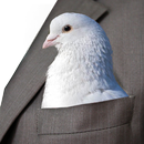 Dove Voice Alarm APK