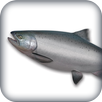 Salmon Reality APK