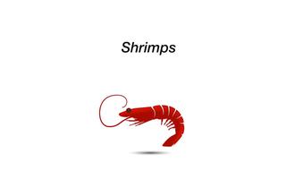 Shrimps Reality Affiche