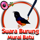 Suara Burung Murai Batu 图标