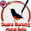 Suara Burung Murai Batu