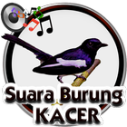 Suara Burung Kacer ícone