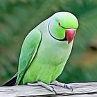 Kili Josiyam - கிளி ஜோசியம் (Parrot Astrology) simgesi