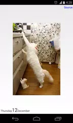 Daily Calendar APK download