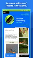 Insect Identifier screenshot 1