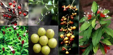 Chamtkari Paudhe-चमत्कारी पोधे