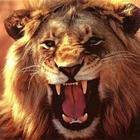 Roarr - Group 7 icon