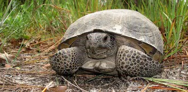 Florida Gopher Tortoise