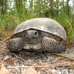 Florida Gopher Tortoise