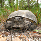 Florida Gopher Tortoise icône